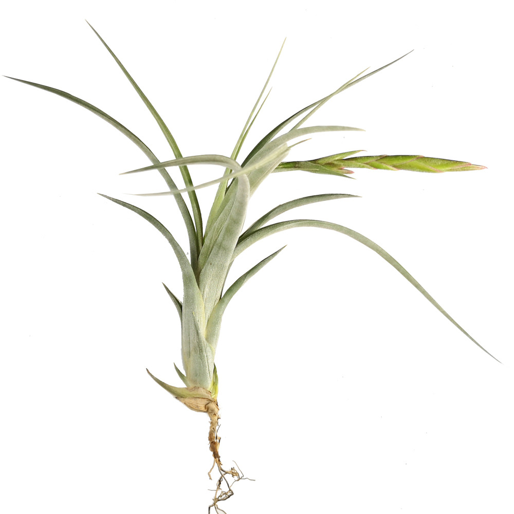 Tillandsia 'dzitya'